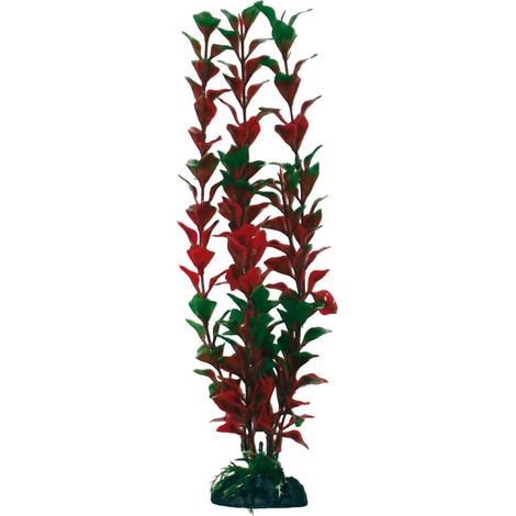 Classical Plants Ludwigia MD AMTRA