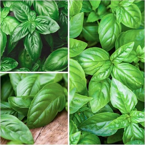 Graines de Basilic 100pcs – Plante Aromatique Jardin Intérieur Extérieur Plantation Facile Cuisine (1/3)