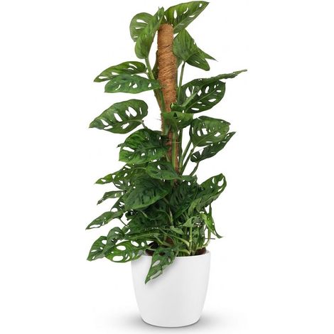 Monstera Adansonii Monkey Mask sur Tuteur en Mousse Plante d'Intérieur avec Pot Blanc H90 cm - PANGIVO (1/5)