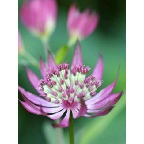 Grande Astrance 'Primadonna' Godet de 8/9 cm (1/3)