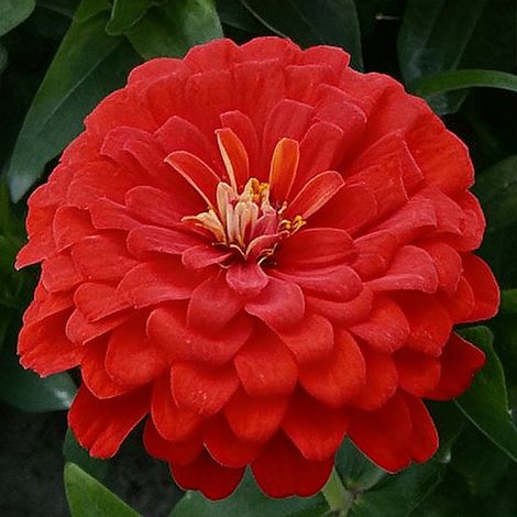 Graines de Zinnia 2000 – Zinnia Elegans Patrimoniales, Jardins Faciles à Cultiver, Non Traitée – Rouge (1/5)