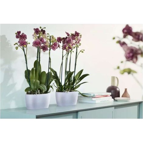 ELHO FIORIERA PER ORCHIDEE BRUSSELS ORCHID DUO 25CM TRASPARENTE (1/3)