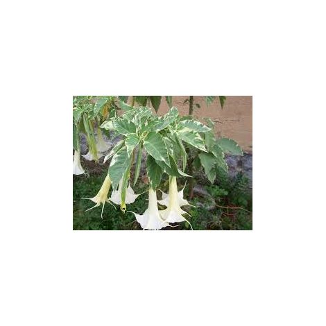 Plante Brugmansia variegata, arboricole Datura arborea variegata, TROMBONE D'ANGELO