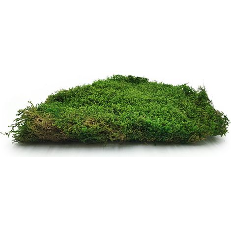 Muschio lungo e piatto - Svezia - Verde medio 200 g netti (1/3)