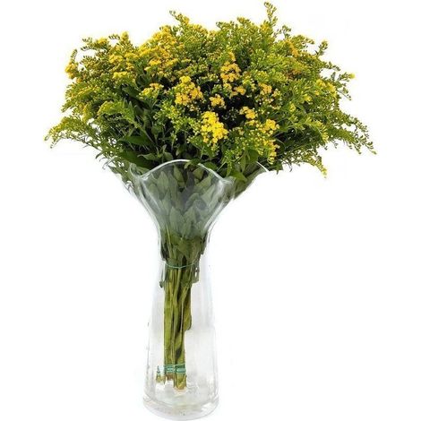 Solidago  Flor Natural  Ramo de 25 tallos  Amarillo  80cm de alto (1/5)
