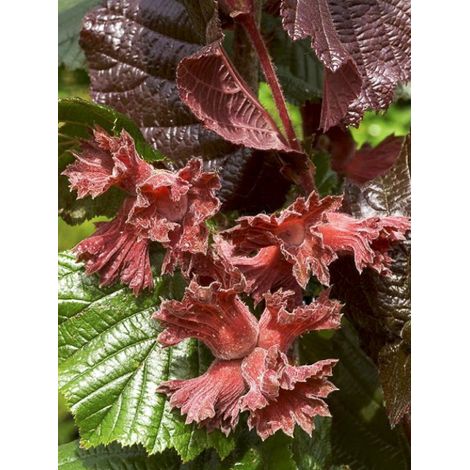 Noisetier commun 'Rote Zellernuss' Pot de 3L/4L, Buisson 60/80cm