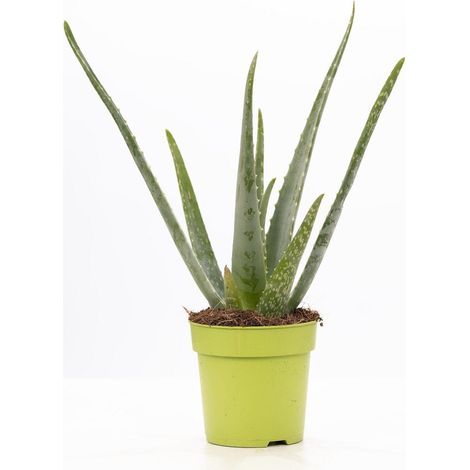 Aloe Vera Plante d'Intérieur Succulente Décorative Collection Ø12 cm Hauteur 40 cm - PANGIVO
