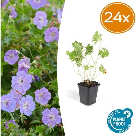 Lot de 24 Géraniums Vivaces Rozanne Couvre-sol à Fleurs Violettes - Hauteur 10-25 cm - Ø9 cm - PANGIVO (1/5)