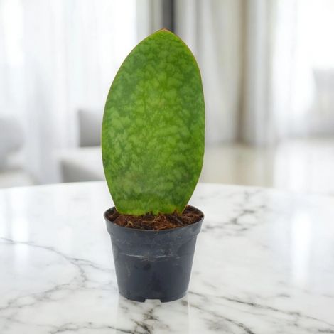 Gardenaria Sansevieria masoniana - Pianta da interno ornamentale - Altezza: 40 cm (vaso 10) (1/4)