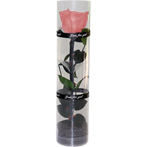 Une véritable rose préservée, rose éternelle, rose durable, rose à floraison éternelle (1/5)