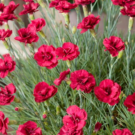 4 x Œillet mignardise  - Dianthus plumarius 'Munot'  - godet 9x9 (1/5)