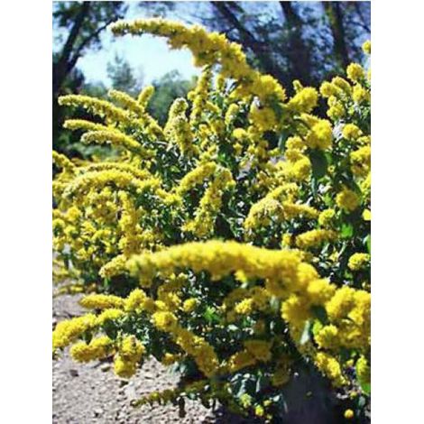 Verge d'or naine 'Golden Fleece' Godet de 8/9 cm (1/2)