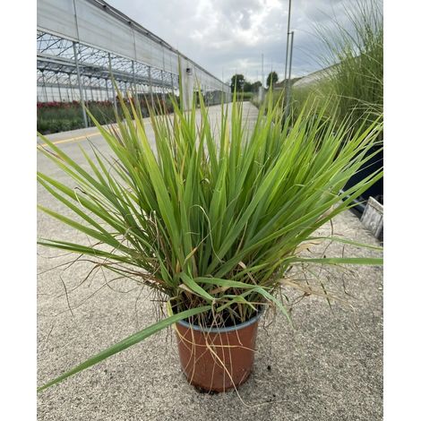 Gardenaria Calamagrostis acutiflora 'Overdam' - Graminacea ornamentale da esterno - Altezza: 60 cm (vaso 17)