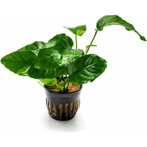 AquaBreedingSkill Anubias barteri – plante d’aquarium vivante pour eau douce, plante verte décorative pour aquarium, idéale pour poissons et crevettes – avec passeport phyto (1/5)