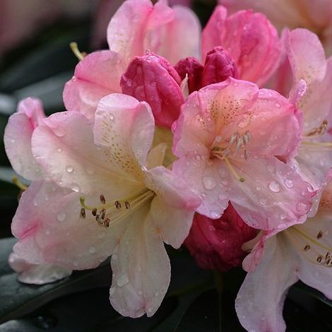 Rhododendron 'Percy Wiseman' - 40-50 cm pot