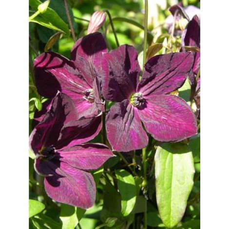 Clématite italienne 'Royal Velours' Pot de 2L/3L