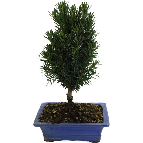 Bonsai Tasso Giapponese - Bonsai Taxus Cuspidata - H 30-35 cm Vaso Ø 19 cm
