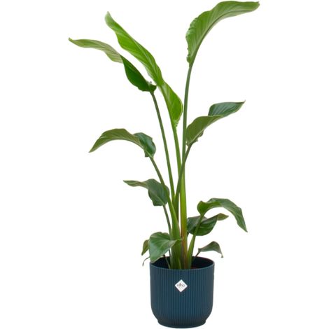 Strelitzia Nicolai Plante d'Intérieur avec Pot Fold Bleu Ø22 cm Hauteur 100 cm - PANGIVO