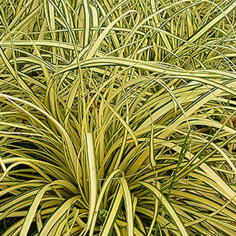 4 x Laîche panaché  - Carex oshimensis 'Evergold'  - godet 9x9