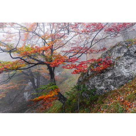 Papier peint panoramique naturel,romantique Euphorie (1/4)