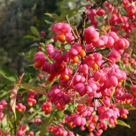 Fusain d'Europe - Euonymus europaeus - 60-80 cm pot (1/4)