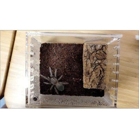 Boîte D'Élevage D'Insectes, Mangeoire pour Reptiles, Enclos Étanche pour Mygales Arboricoles et Juvéniles (1/5)
