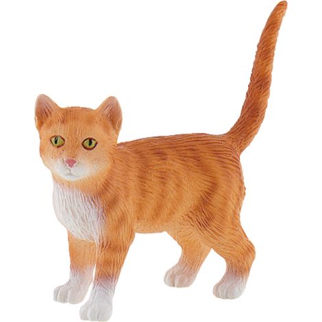 American Shorthair Francis