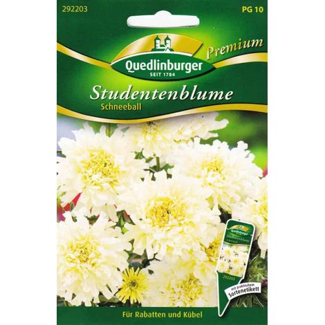 Quedlinburger Studentenblume Schneeball - Blumensamen (1/2)