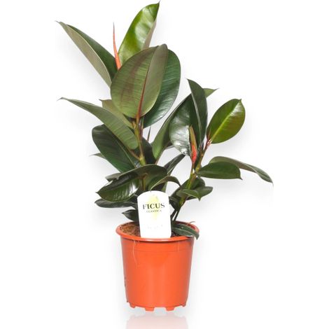 Gardenaria Ficus elastica 'Robusta' - Pianta da interno ornamentale - Altezza: 120 cm (vaso 24) (1/5)