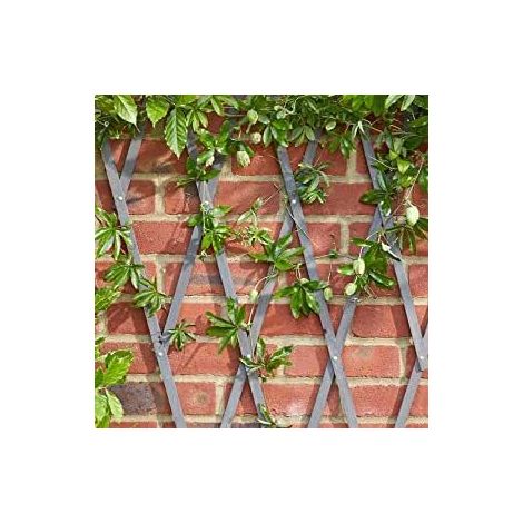 Heavy Duty Plant Support Wooden Expanding Trellis for Climbing Plants Garden Decoration Outdoors Extend or Shorten Support Climbing Plants Easy Install Wall Mount (Slate Grey 1.8mx0.3m) (1/5)