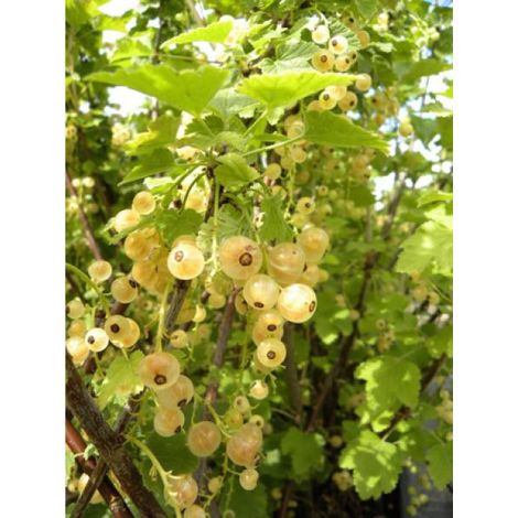 Groseillier 'Versaillaise Blanche'