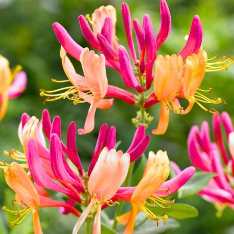 2 cuttings - Honeysuckle pink yellow