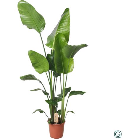 Strelitzia Nicolai Plante Verte d'Intérieur Oiseau du Paradis Géant Hauteur 130 cm Pot Ø 21 cm - PANGIVO