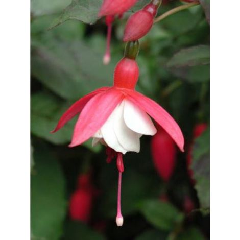 Fuchsia 'Alice Hoffman' Godet de 8/9 cm