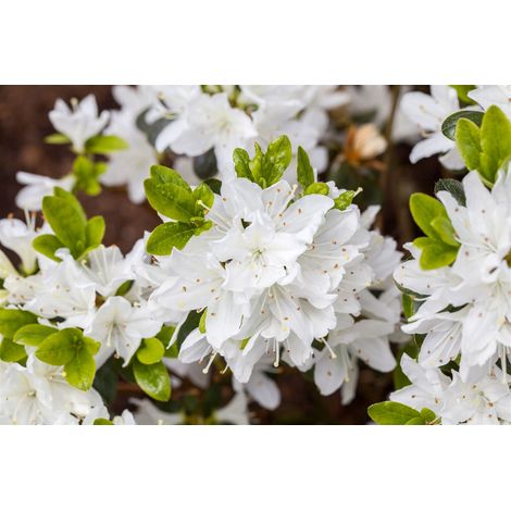 Japanische Azalee 'Kermesina Alba' Rhododendron obt.'Kermesina Alba' C2 15- 20 (1/5)