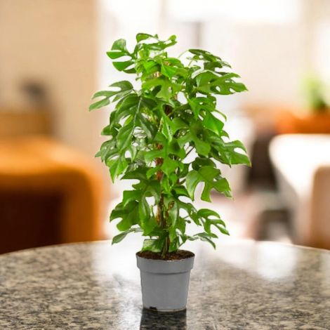 Gardenaria Philodendron 'Minima' - Pianta da interno ornamentale - Altezza: 45 cm (vaso 19) (1/5)