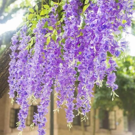 Guirlande de glycines artificielles à suspendre, fleurs en soie pour décoration d'intérieur, mariage, fête de jardin (12 (1/5)