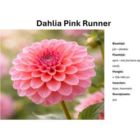 Dahlia Pink Runner - Dahlia rose - 3 tubercules