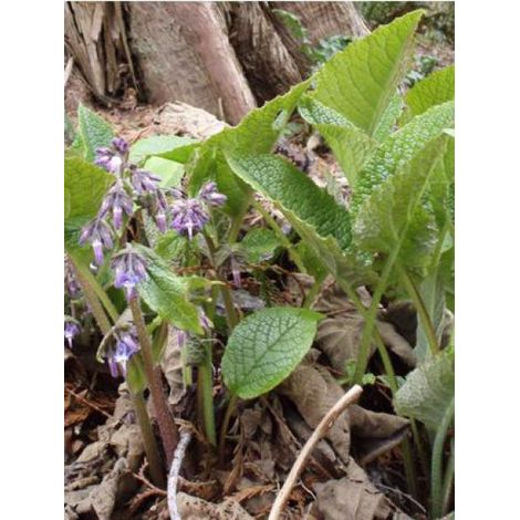 Trachystemon orientalis Godet de 8/9 cm (1/4)