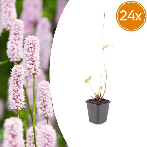 24x Persicaria bistorta - Plante Vivace pour Massifs Humides - Fleurs Roses - Pot Ø9cm 10-25cm - PANGIVO (1/5)