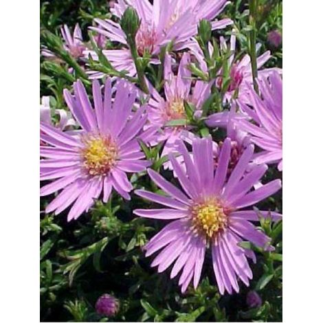 Aster nain 'Peter Harrison' Godet de 8/9 cm (1/2)