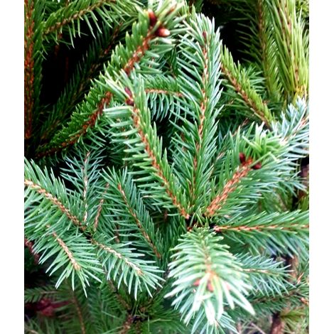 Planta de Abeto. Picea Abies O Arbol de Navidad. Planta de unos 30 - 40 Cm