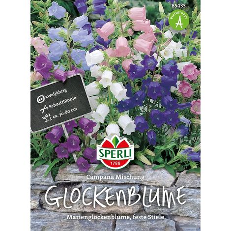 Sperli Glockenblumen Campanula Mischung - Blumensamen (1/2)