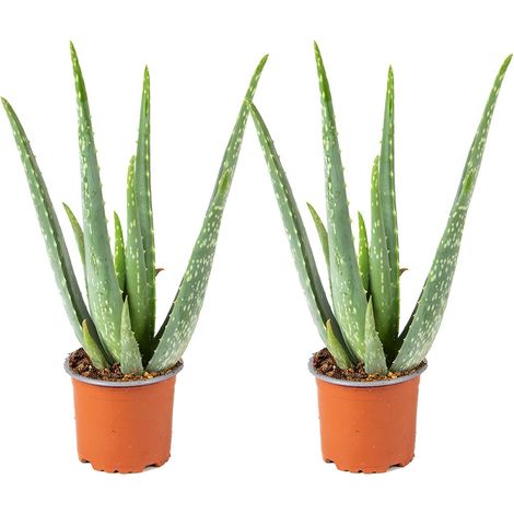 Bloomique - Lot de 2 - Aloe Vera - Plantes d’intérieur - Plantes grasses - Succulentes - Très faciles à entretenir - Hauteur 20-30 cm - Pot 10,5 cm