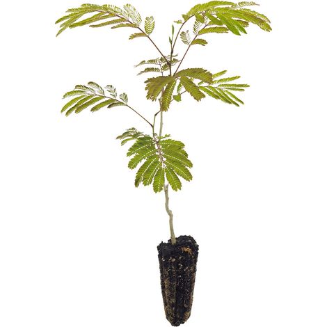 Albizia julibrissin cv "fiore rosa intenso" - Acacia di Costantinopoli - alveolo forestale