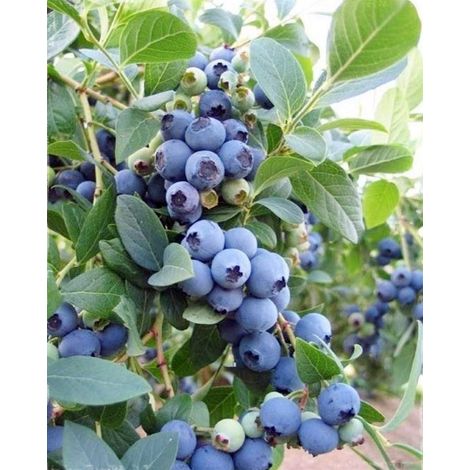 MIRTILLO GIGANTE AMERICANO BLUECROP (1 PIANTA)