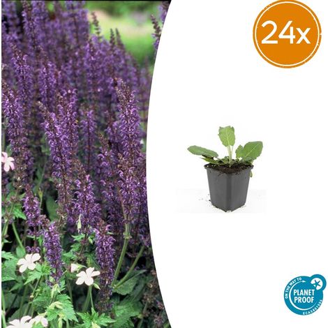 Lot de 24 Sauges des bois Salvia nemorosa 'Mainacht' Vivaces Fleurs Bleues Pot Ø 9 cm - PANGIVO (1/5)