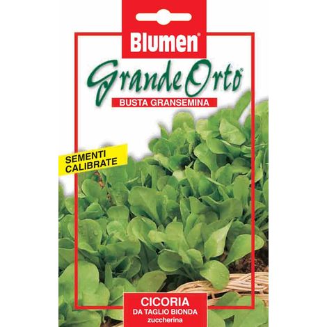 SEMI CICORIA DA TAGLIO BIONDA ZUCCHERINA BLUMEN