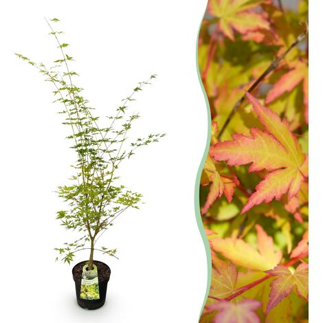 Érable du Japon Acer palmatum Sangokaku Arbuste Décoratif Vert et Jaune H90 cm Pot Ø26 cm - PANGIVO (1/5)
