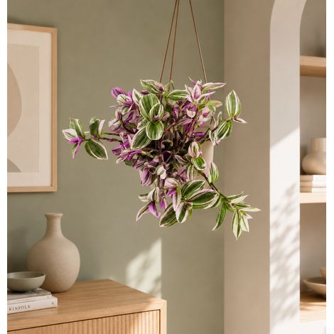 Gardenaria Tradescantia cerinthoides 'Nanouk' basket - Pianta da interno ornamentale - Altezza: 40 cm (vaso 23) (1/4)